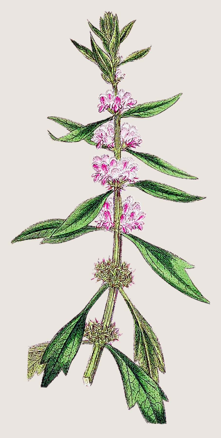 Herbs: Leaves + Stems