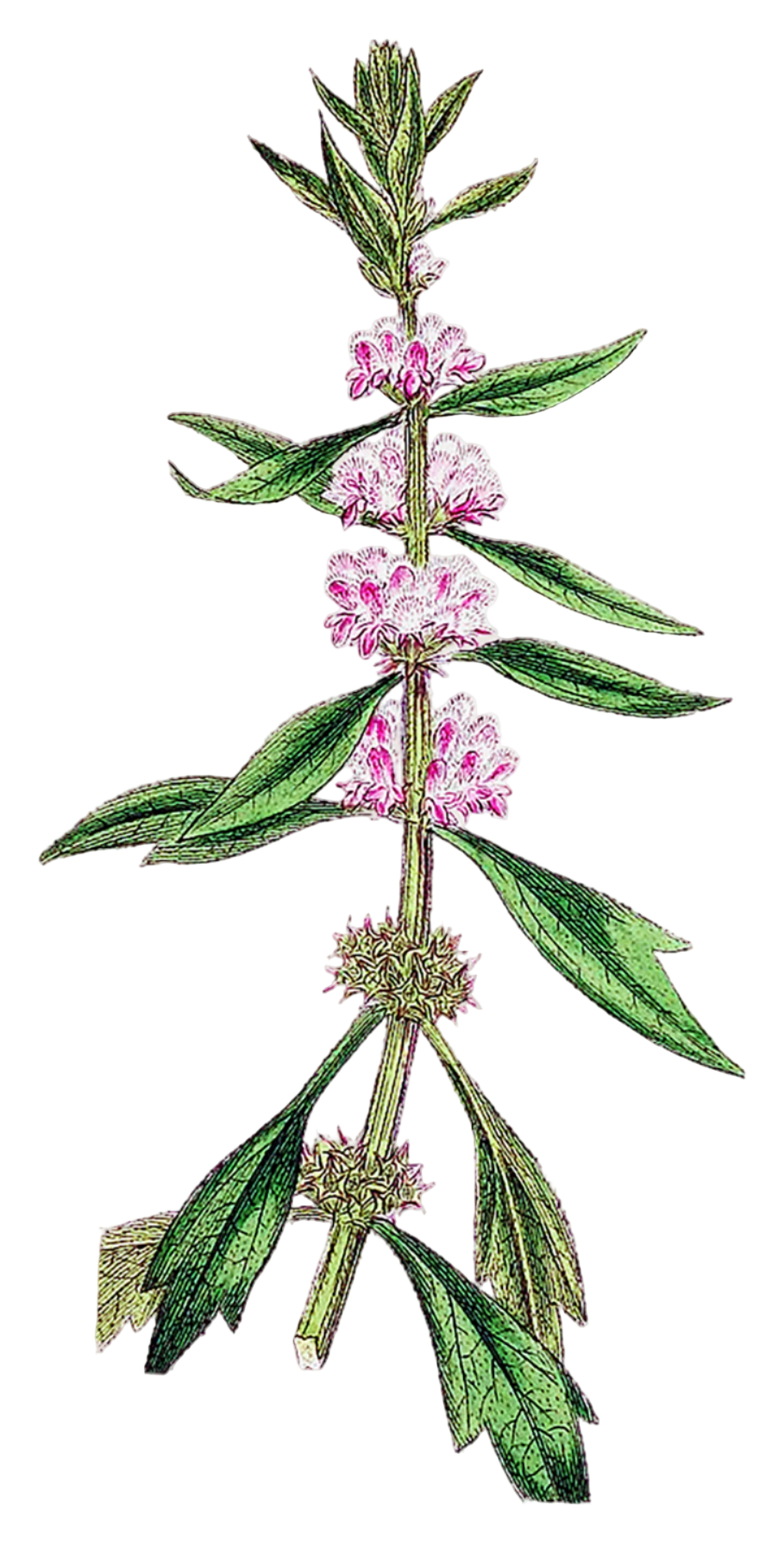 Motherwort Herb