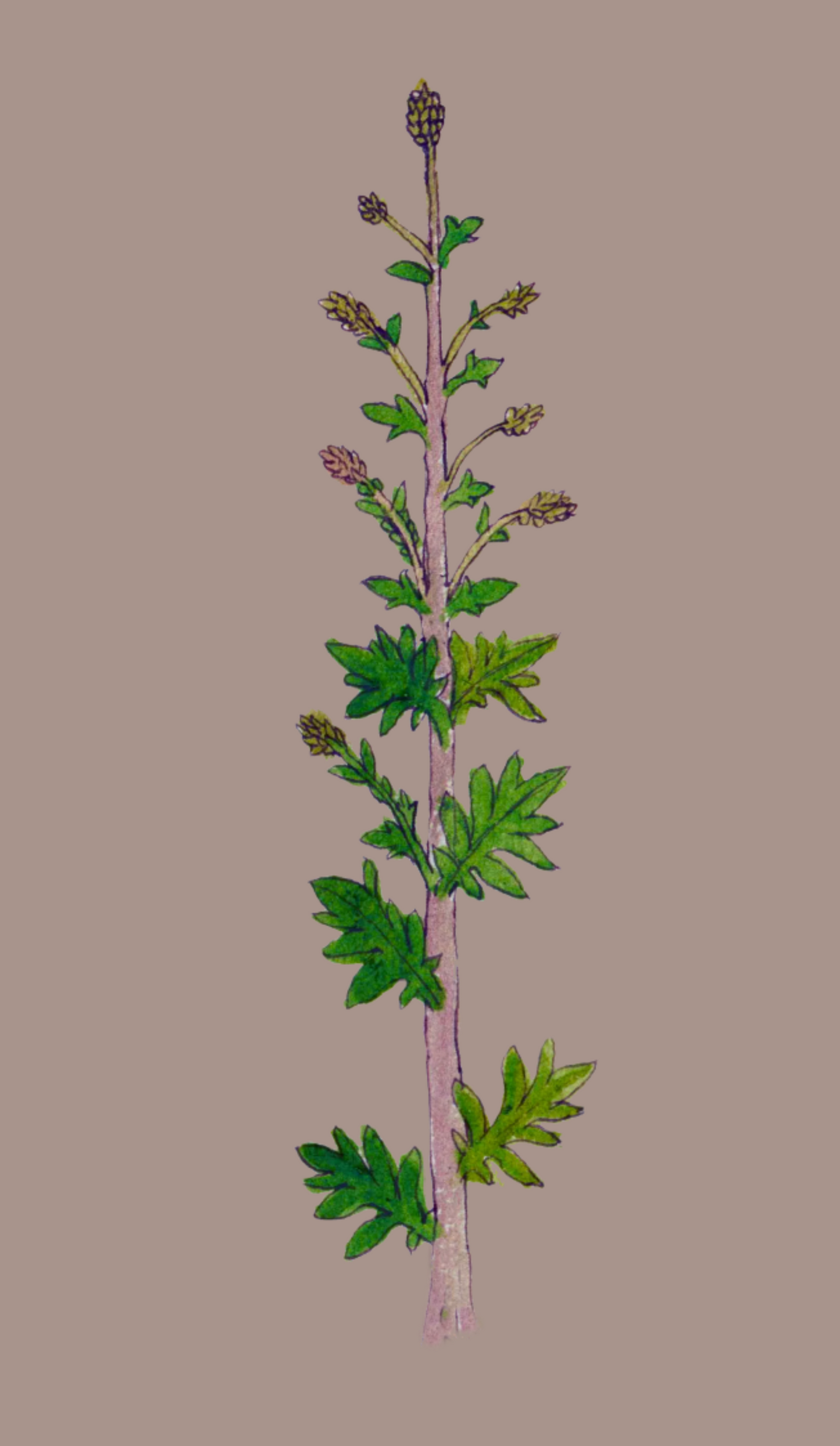 Herbs: Leaves + Stems