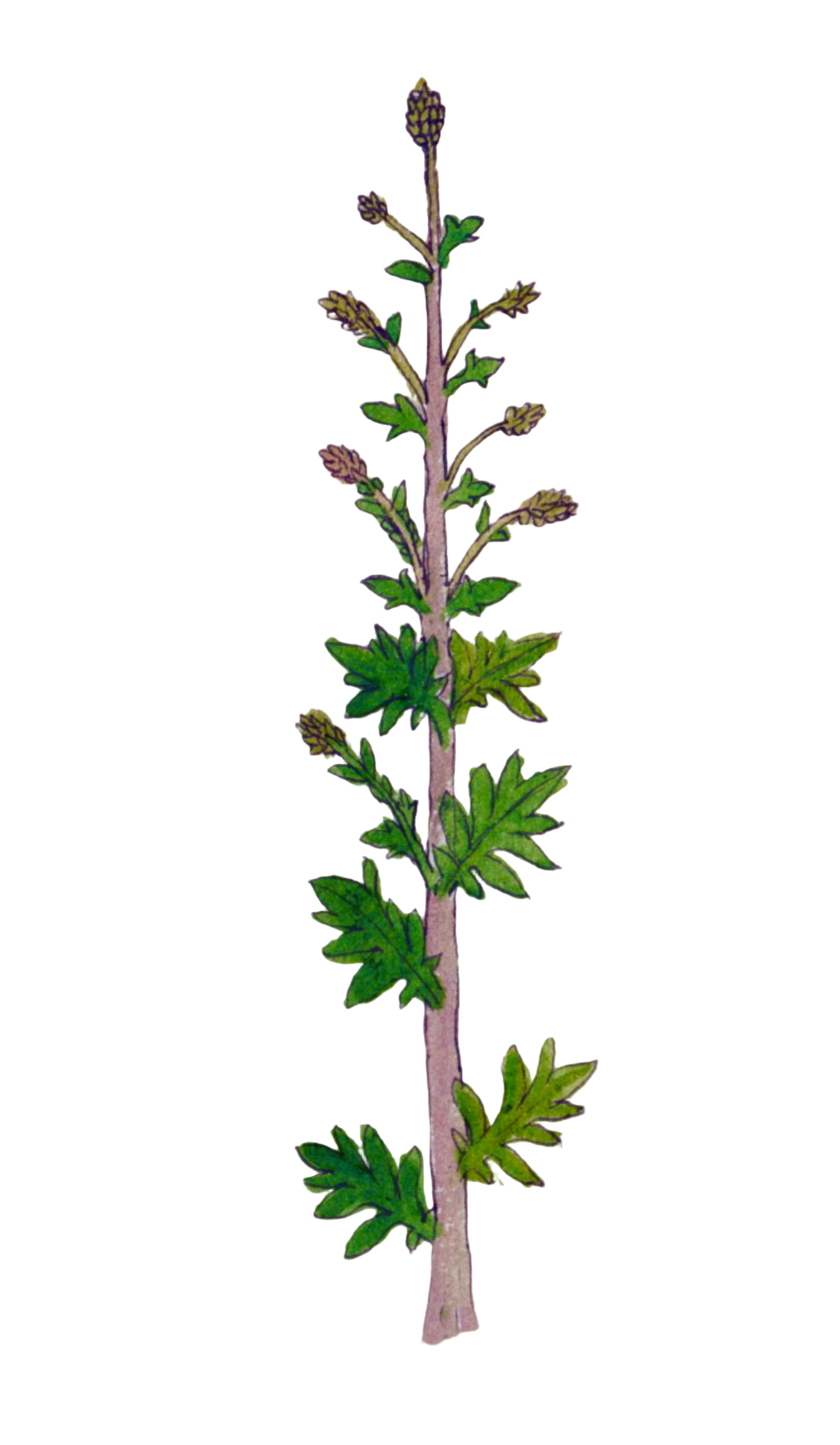 Mugwort Herb
