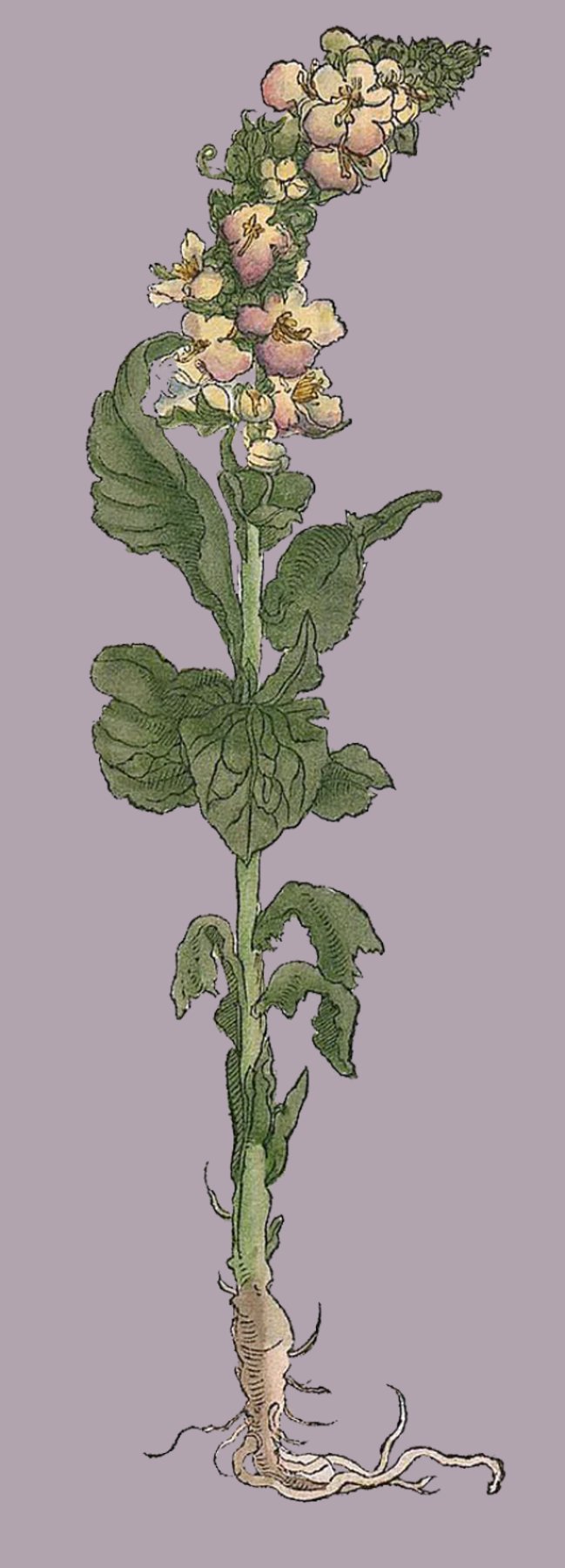 Herbs: Leaves + Stems