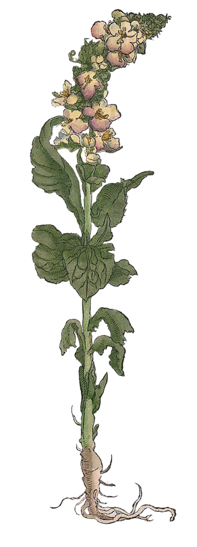 Mullein Herb