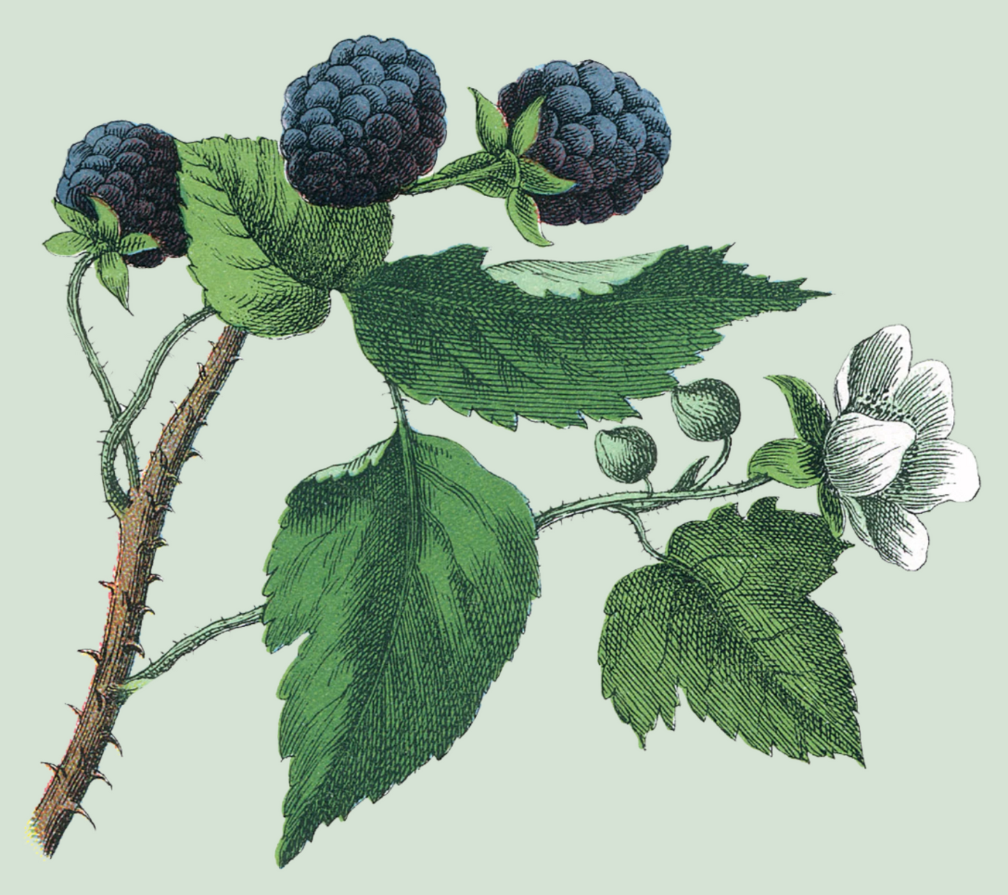 Herbs: Flowers + Berries