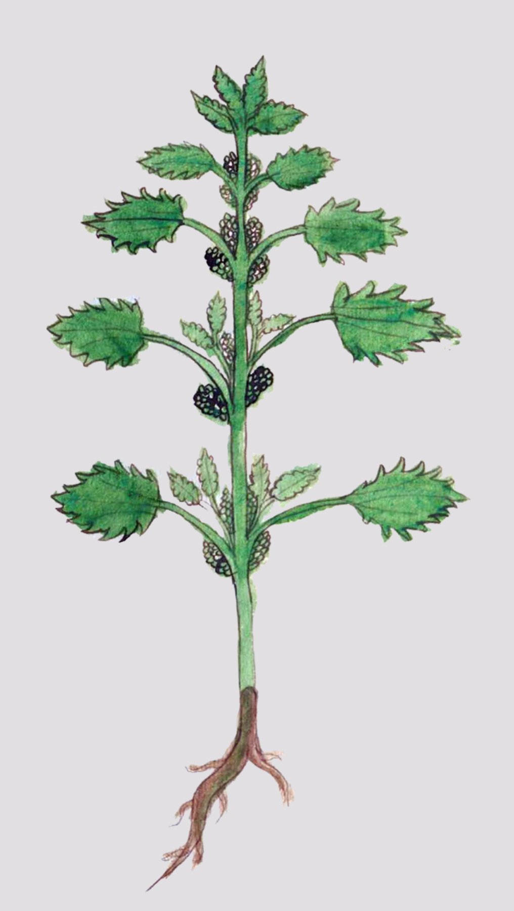 Herbs: Leaves + Stems