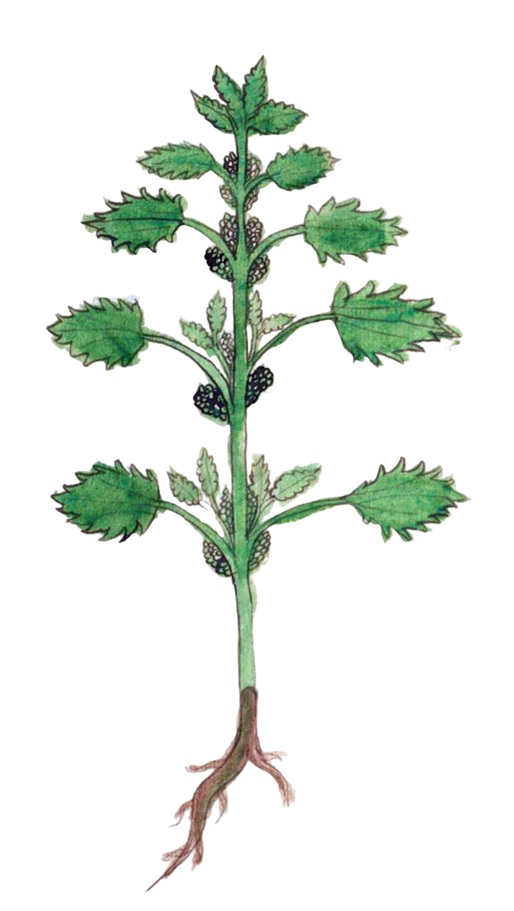 Nettle Herb