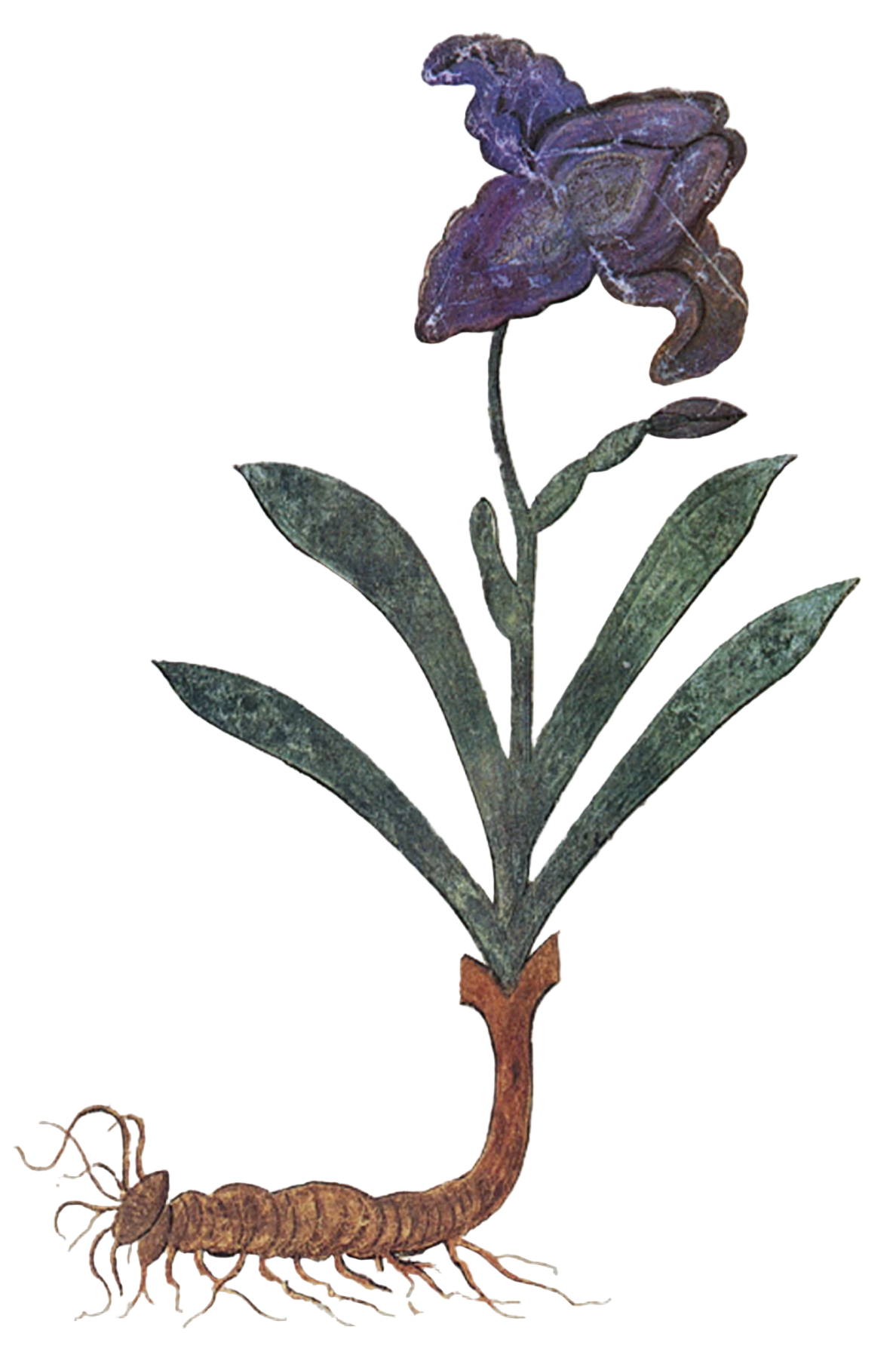 Orris Root