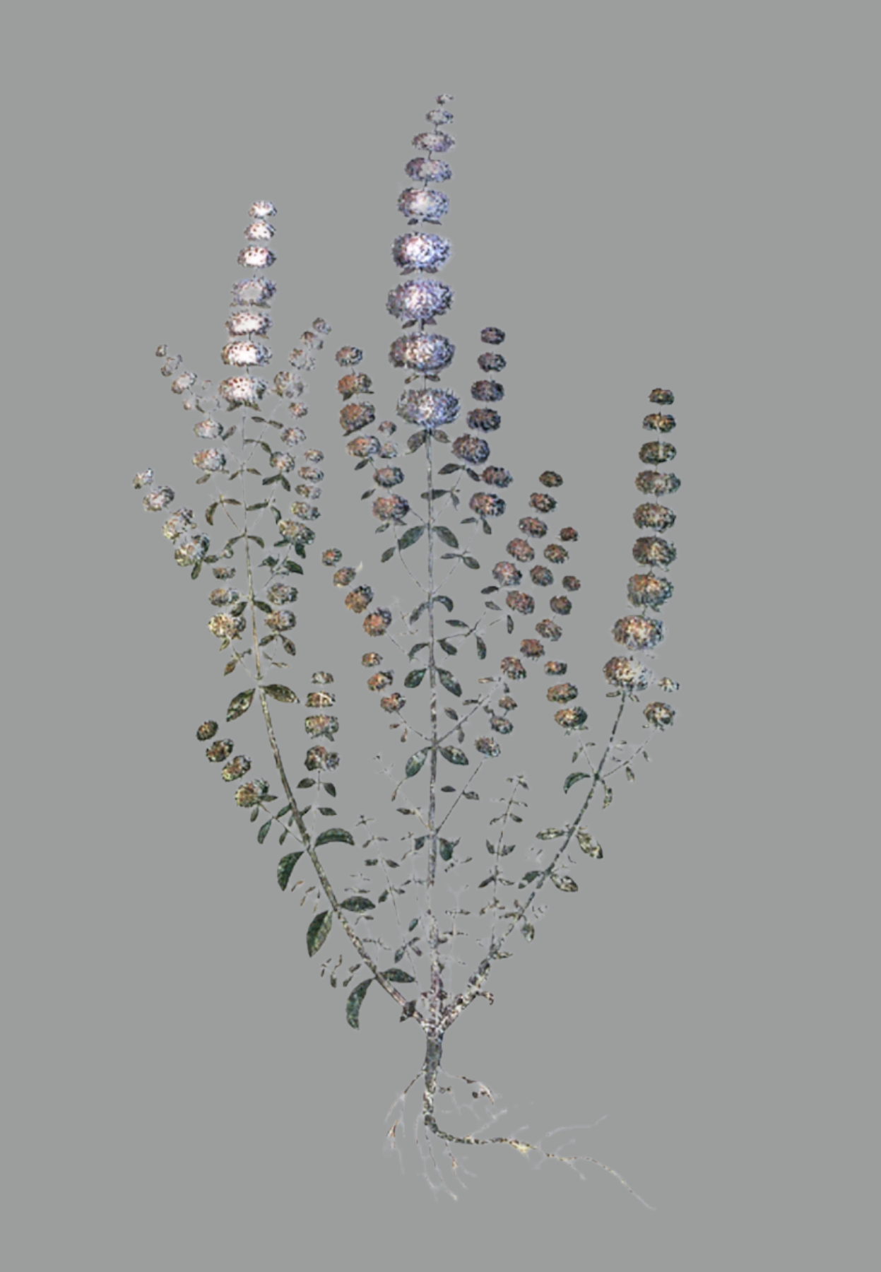 Herbs: Leaves + Stems