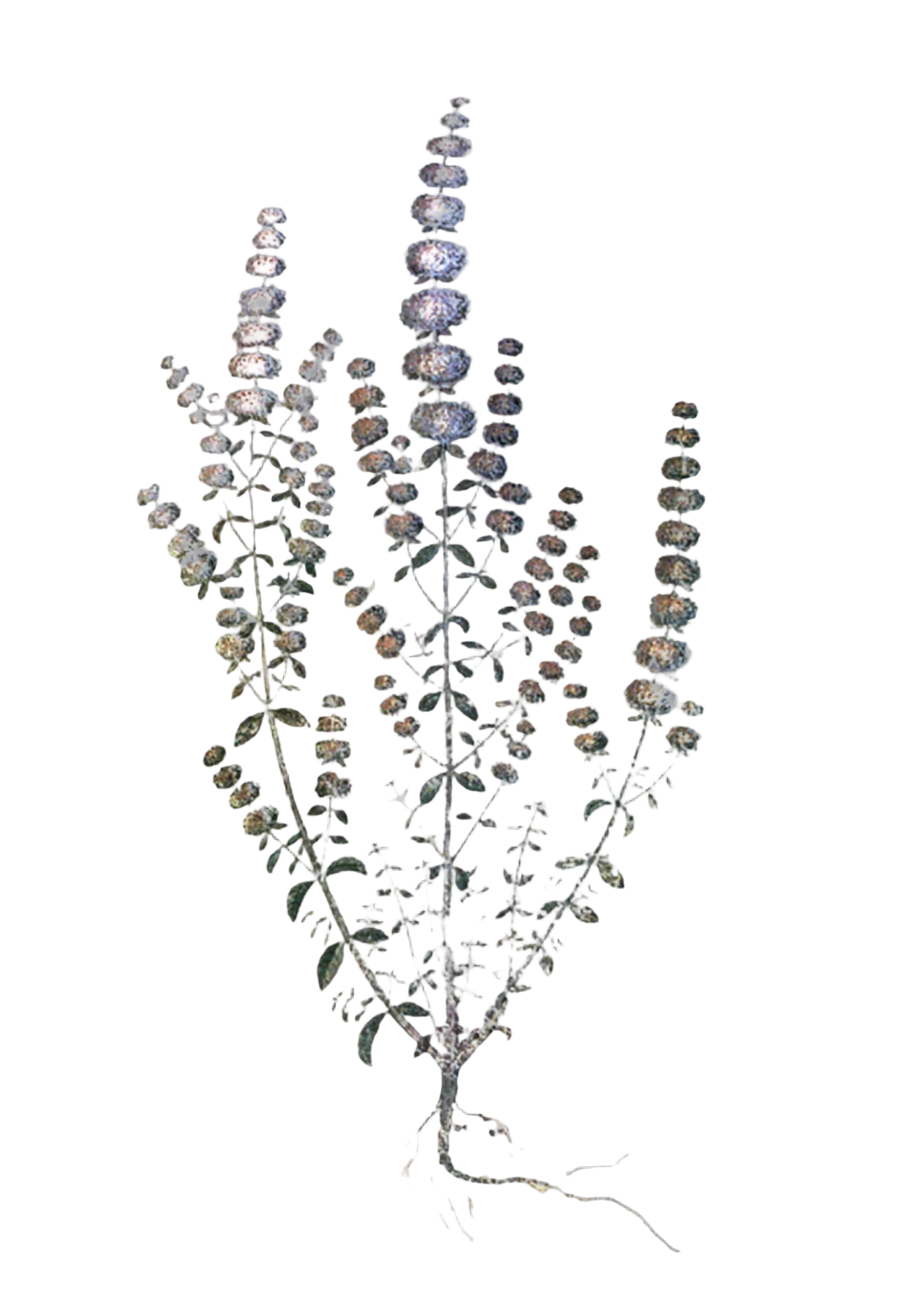Pennyroyal Herb