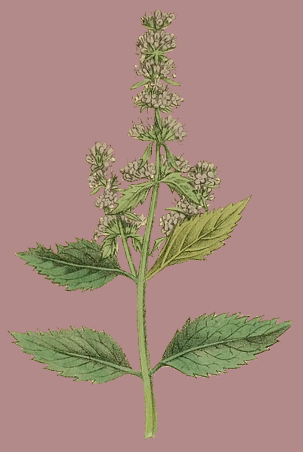 Herbs: Leaves + Stems