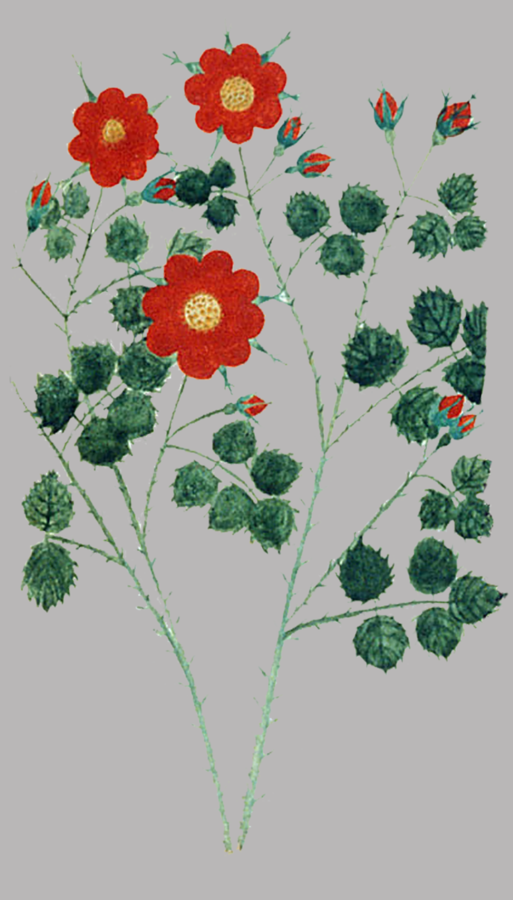 Herbs: Flowers + Berries