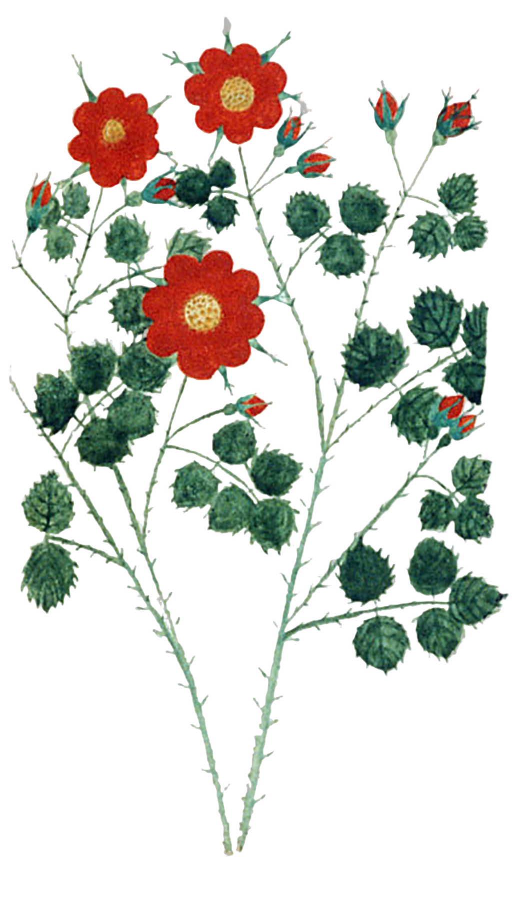 Red Rose Buds