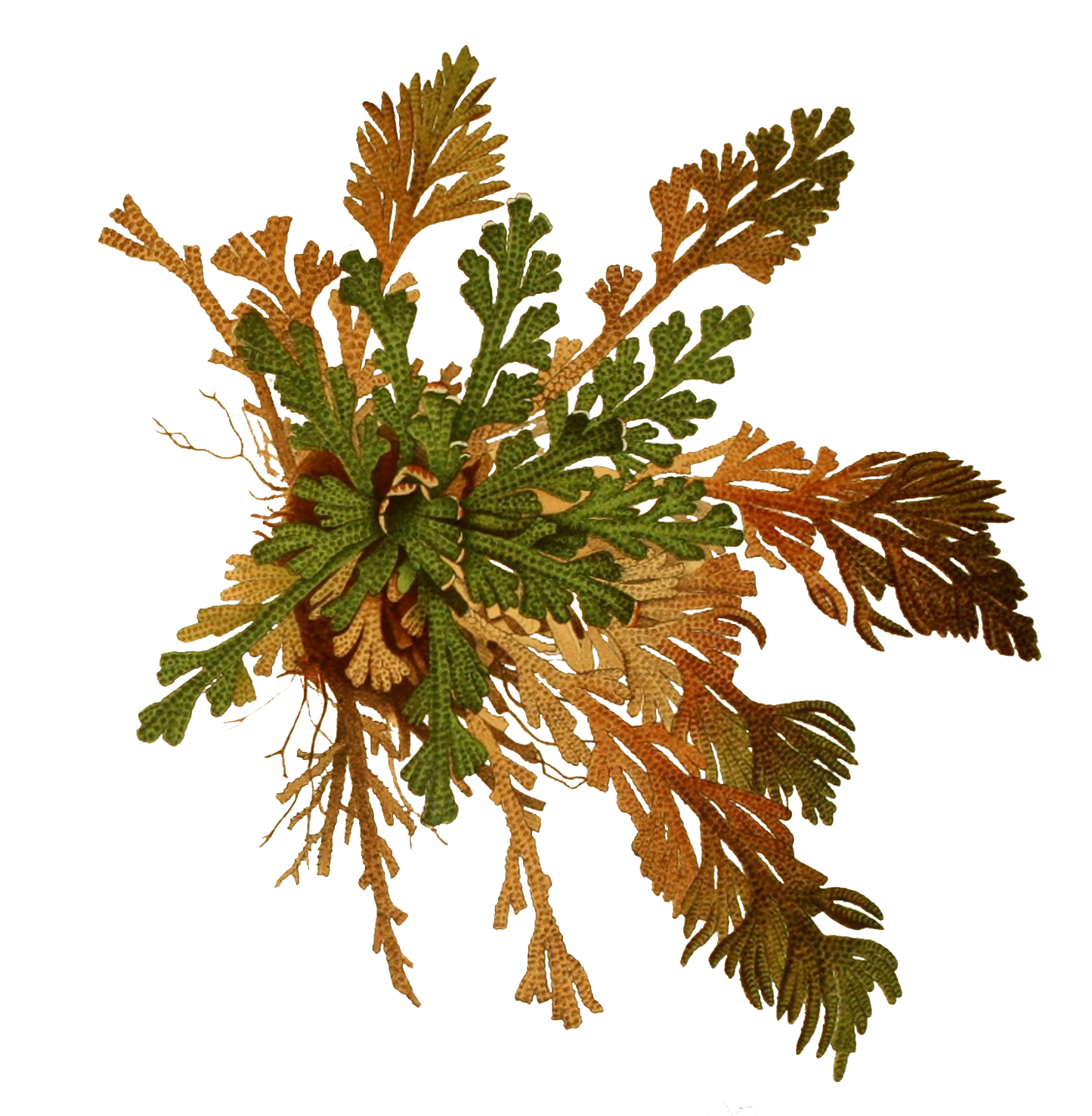 Rose of Jericho