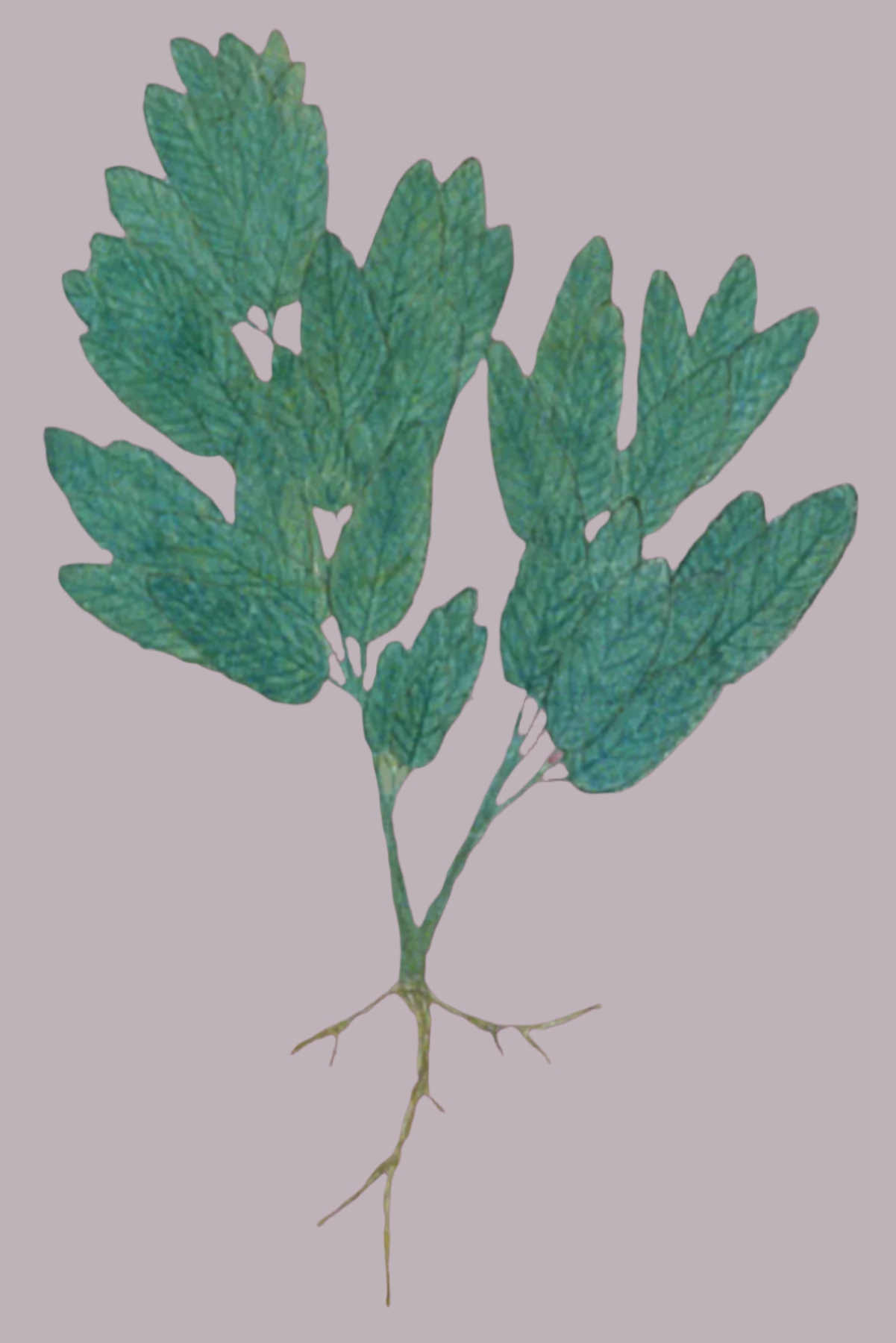 Herbs: Leaves + Stems