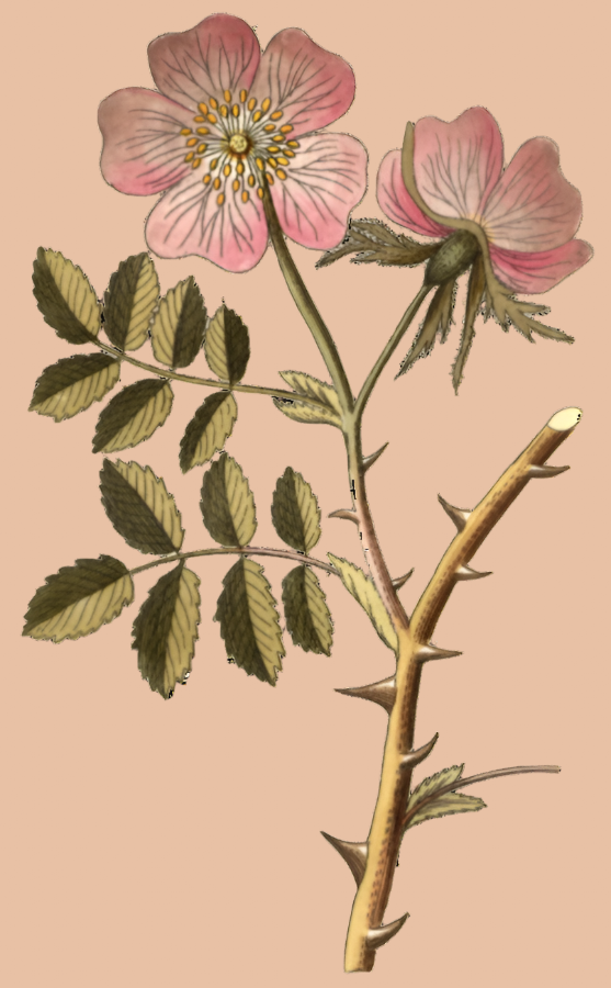 Herbs: Flowers + Berries