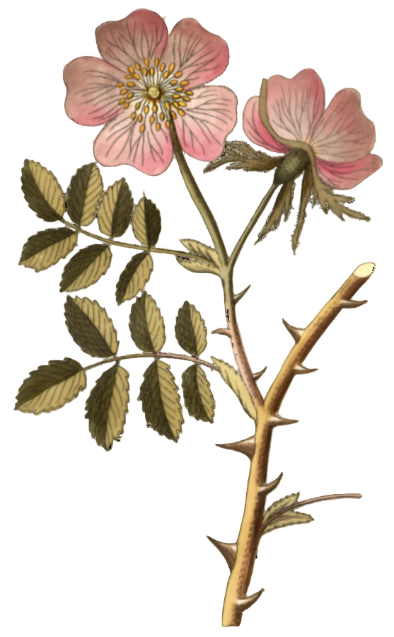 Pink Rose Petals