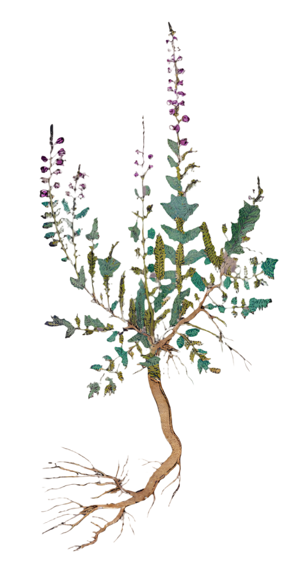 Heather Flowers