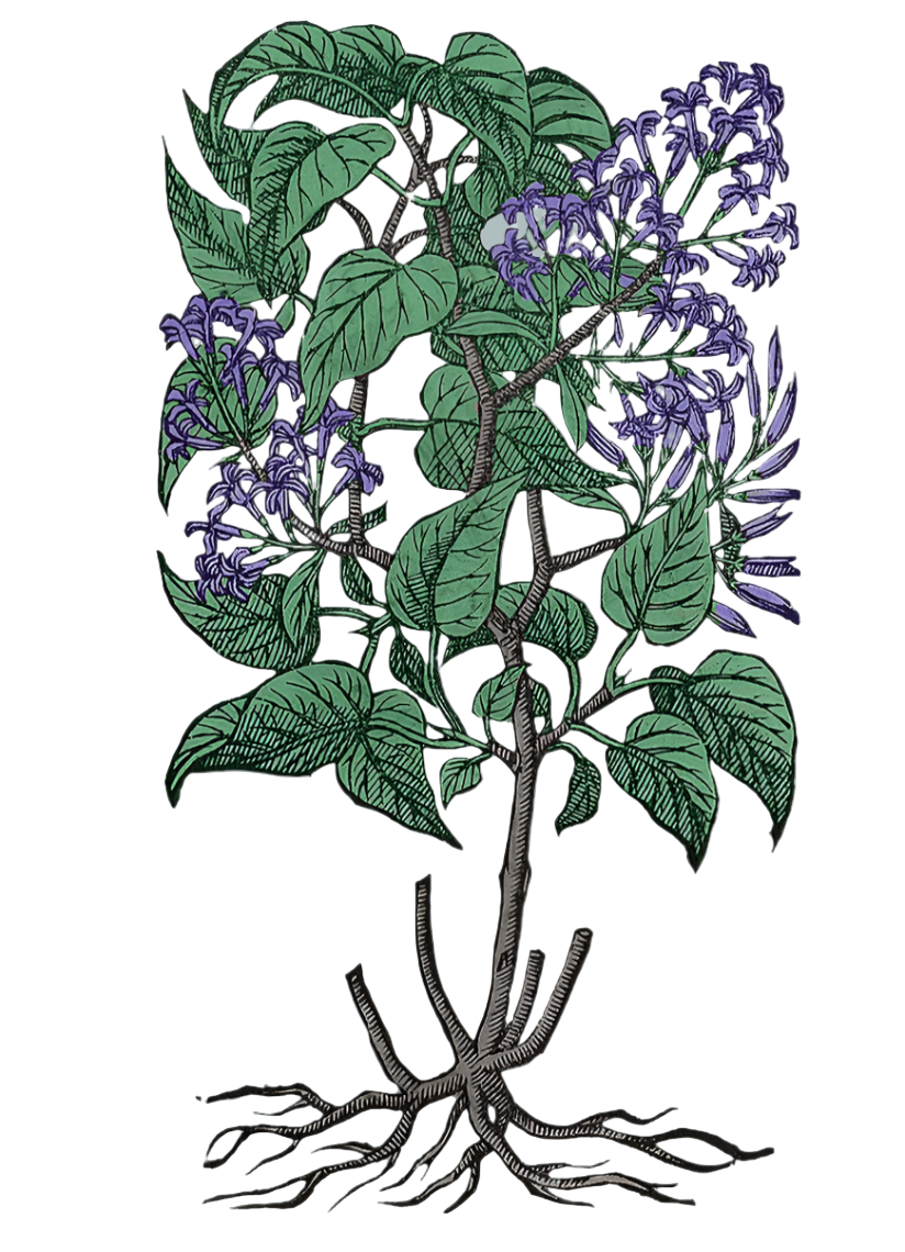 Lilac Flowers