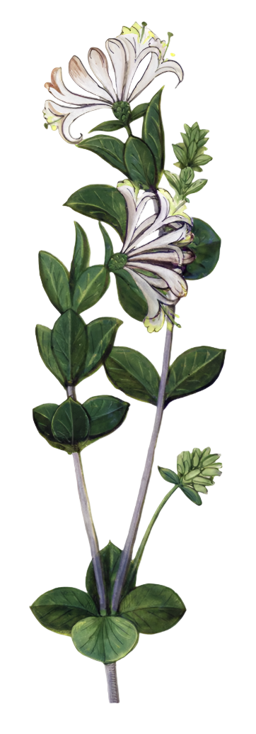 Honeysuckle Flowers
