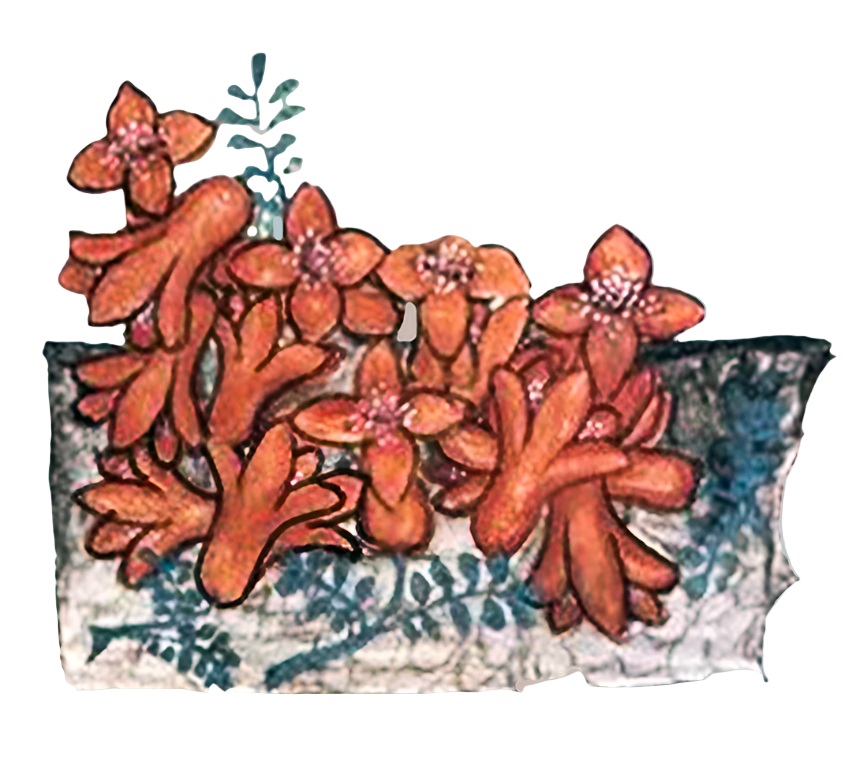 Pomegranate Flowers
