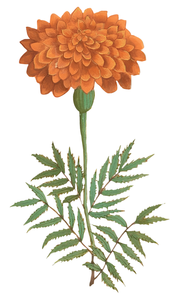 French Marigold Flowers