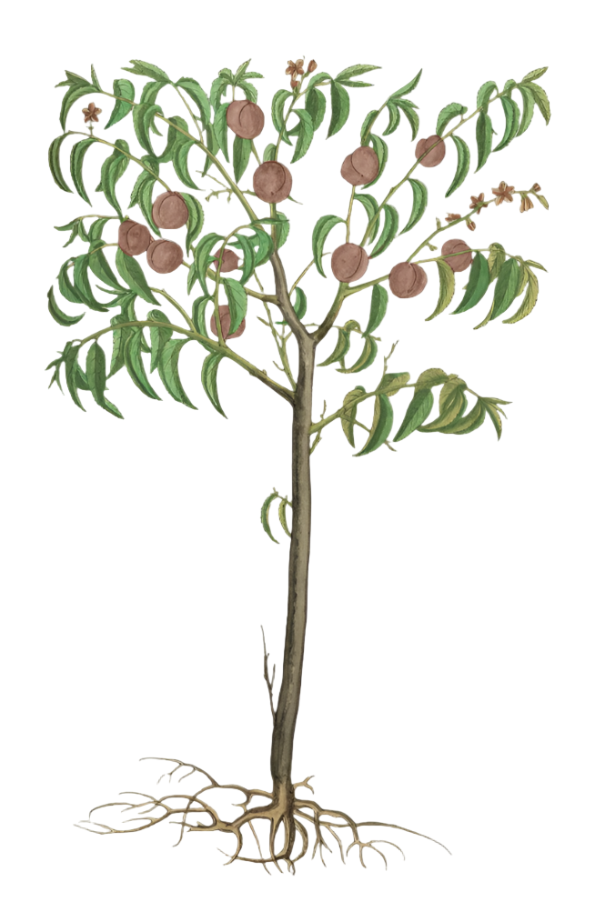 Peach Blossoms