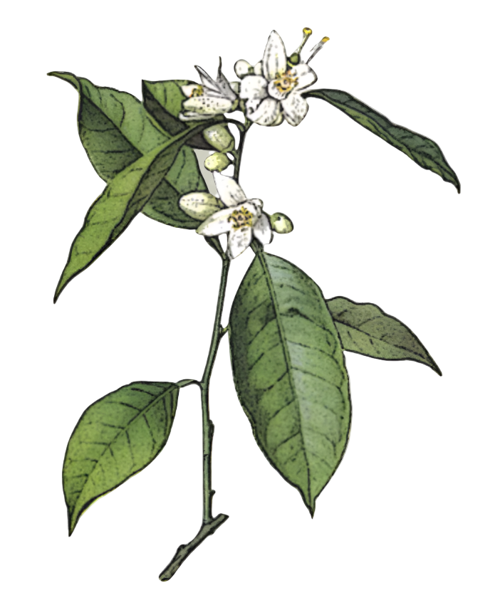 Orange Blossoms