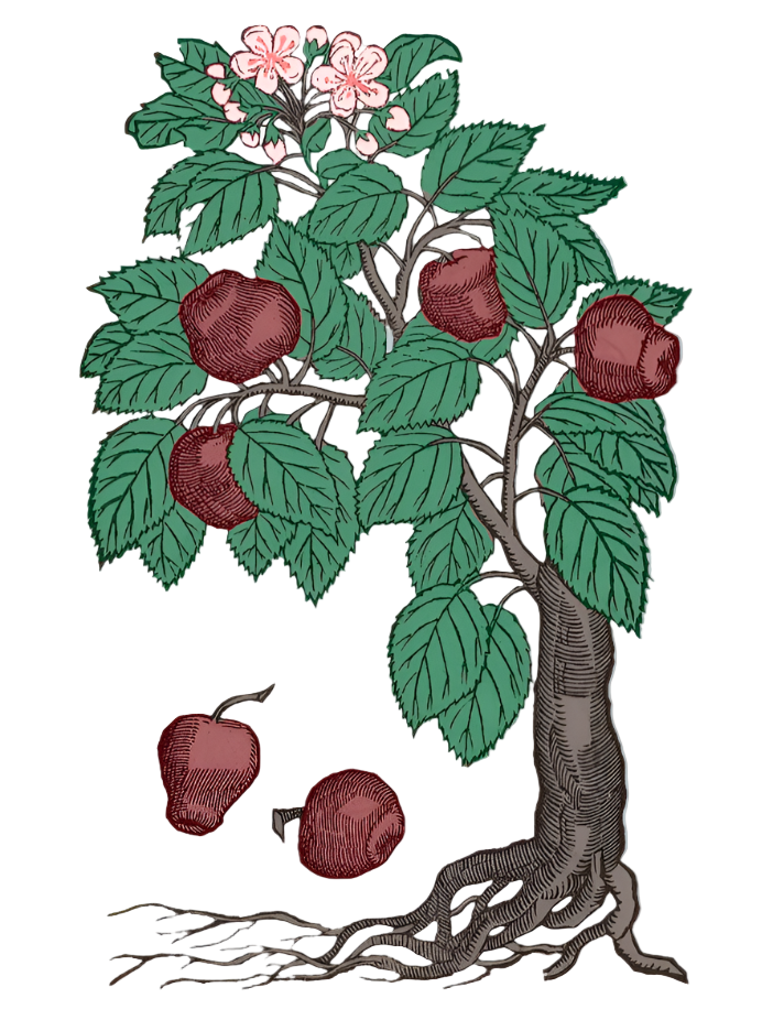 Apple Blossom