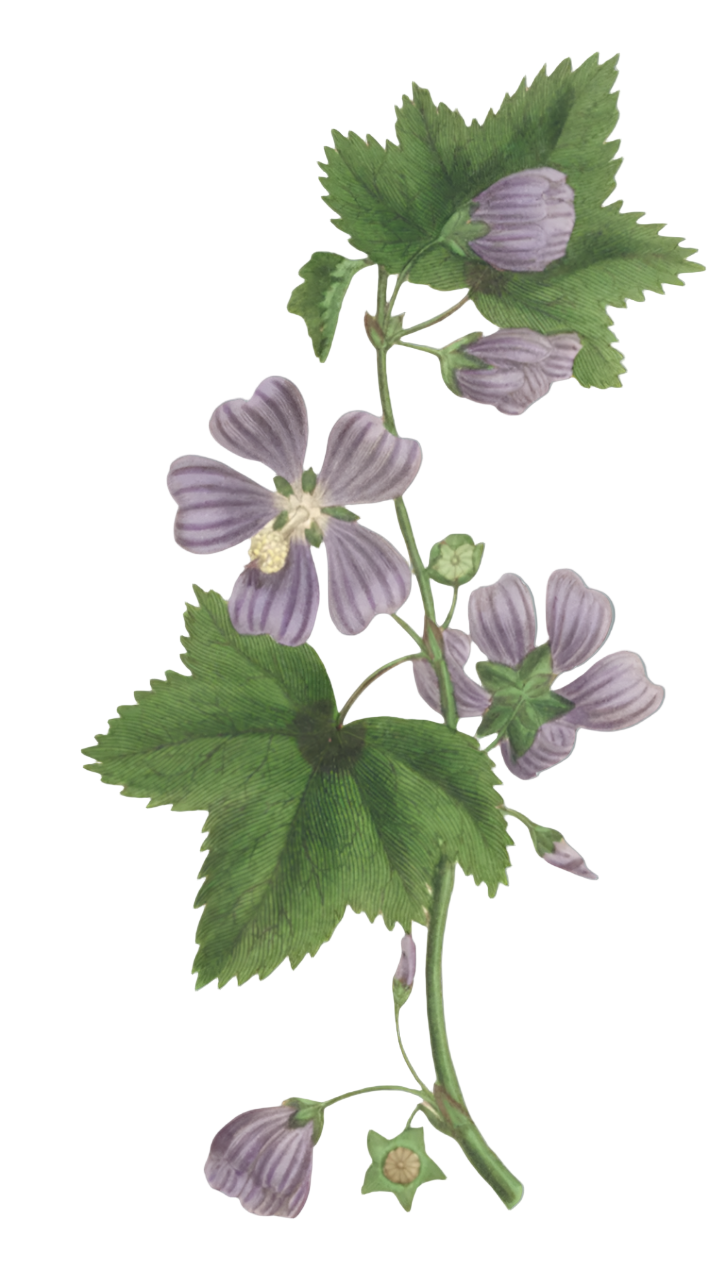 Sale Herbs