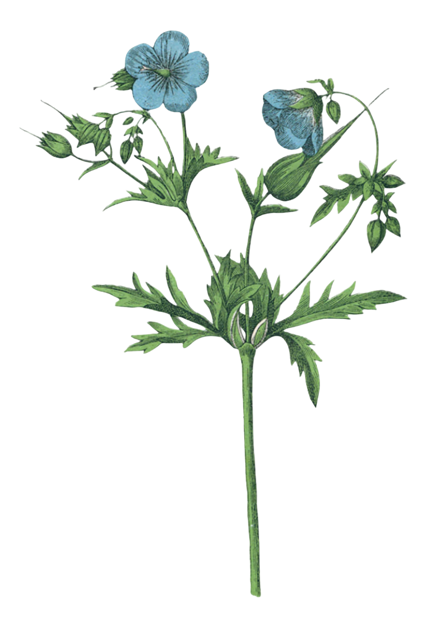 Blue Mallow Flowers