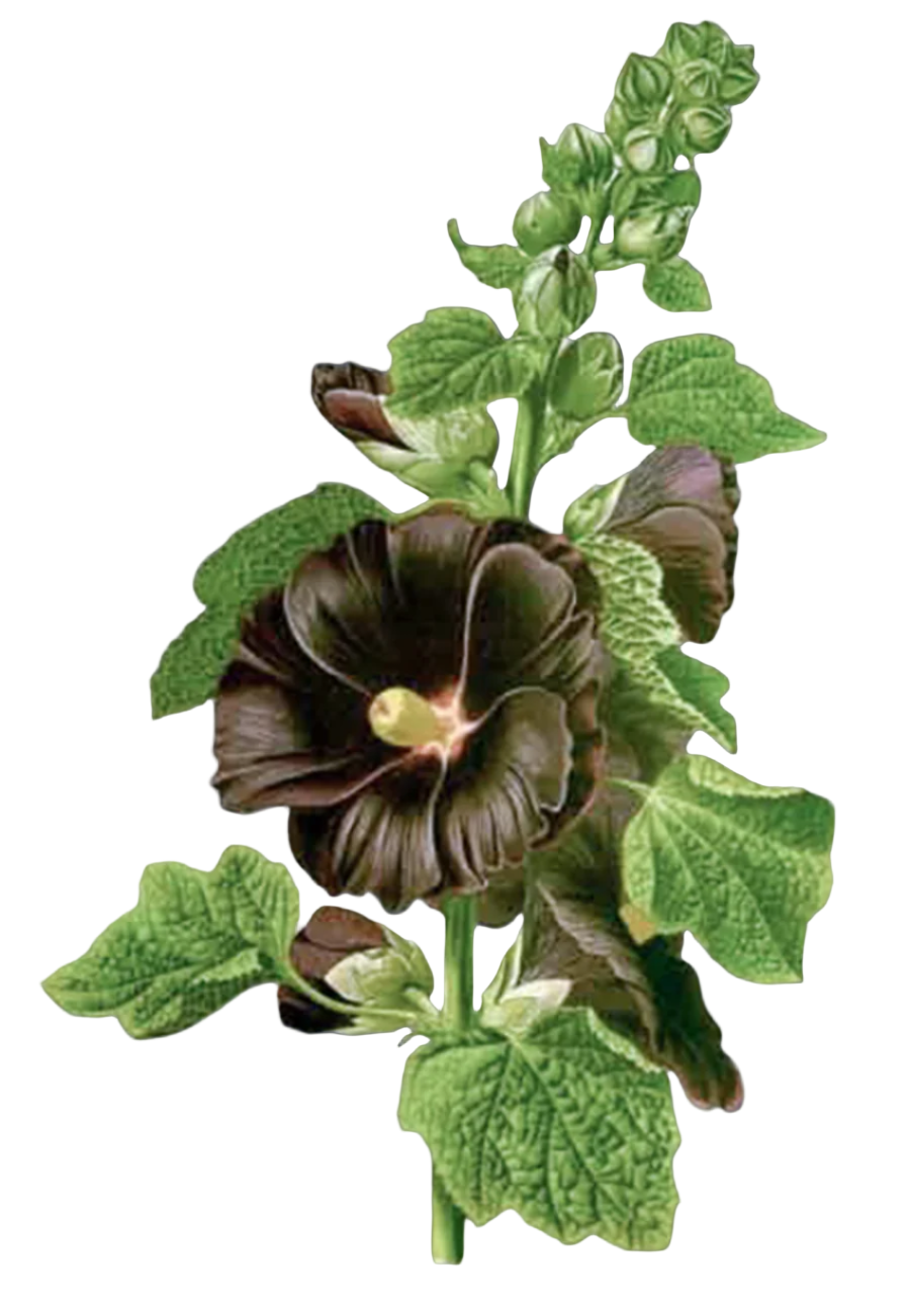 Black Mallow Flowers