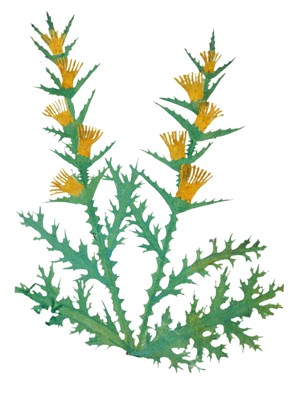 Blessed Thistle Herb