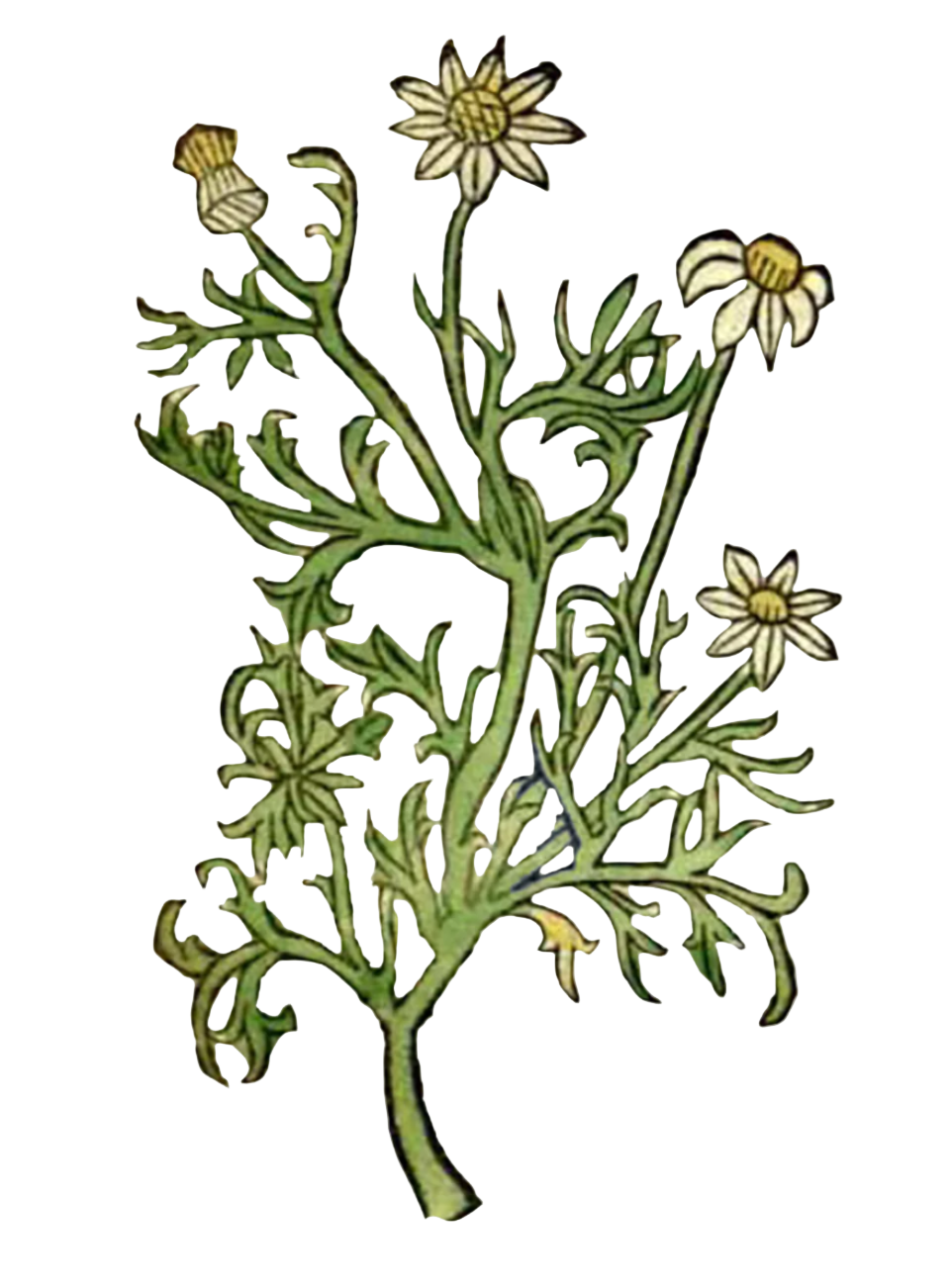Chamomile Flowers