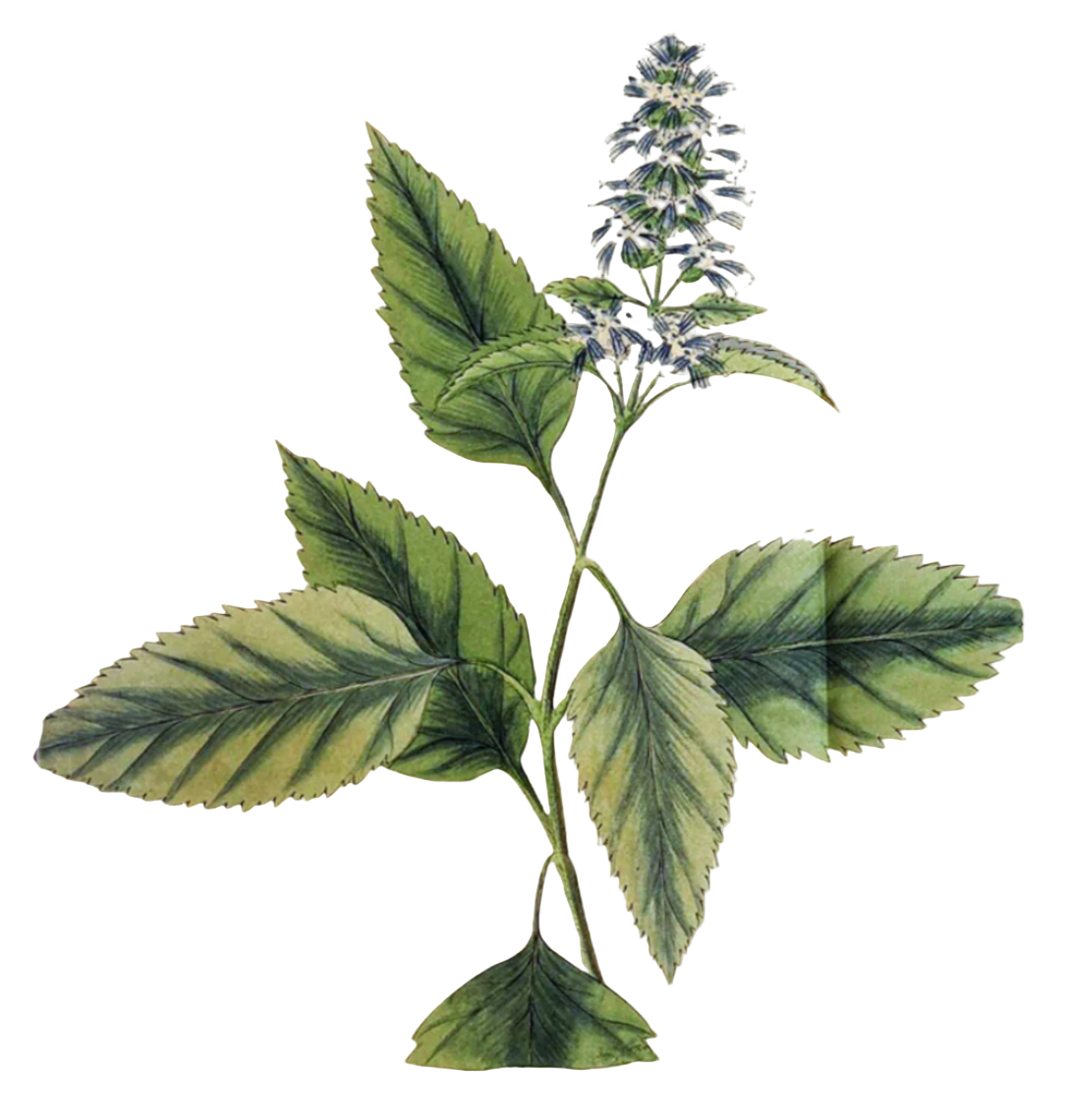 Patchouli Herb