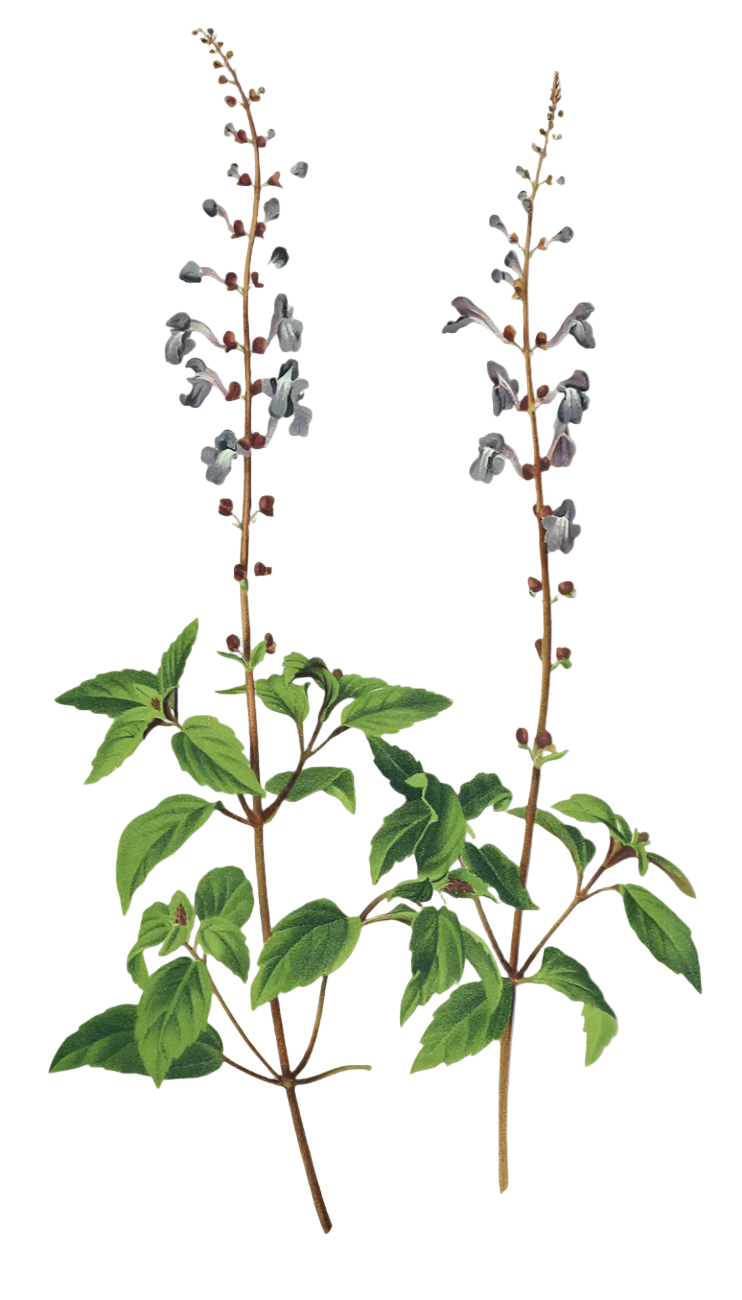 Skullcap Herb