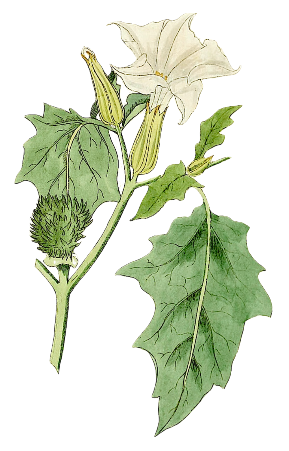 Baneful Herbs