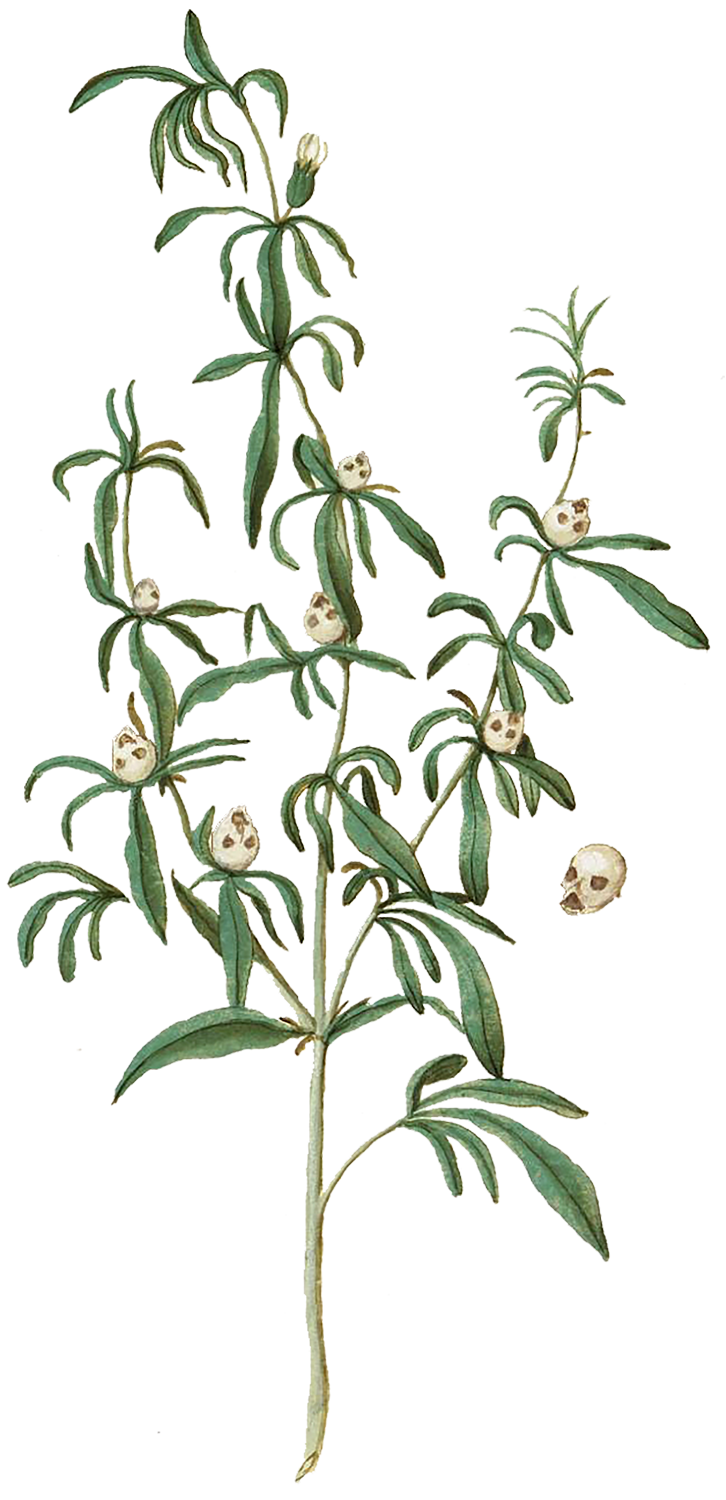 Amulets and Talisman