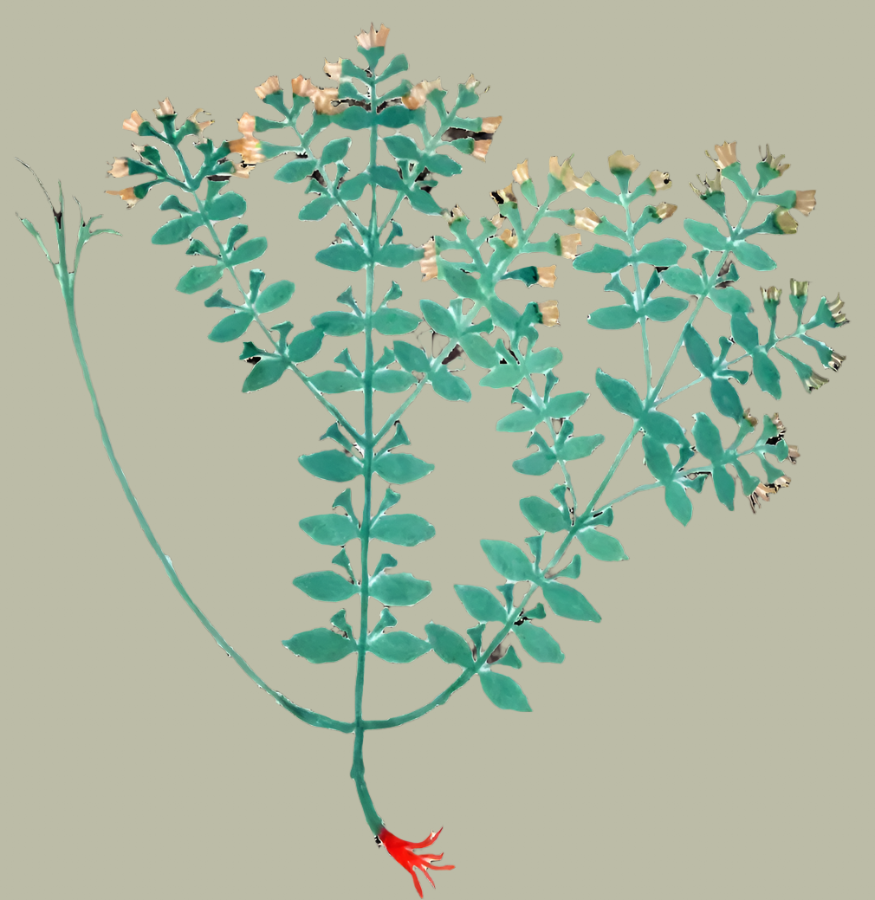 Herbs: Leaves + Stems