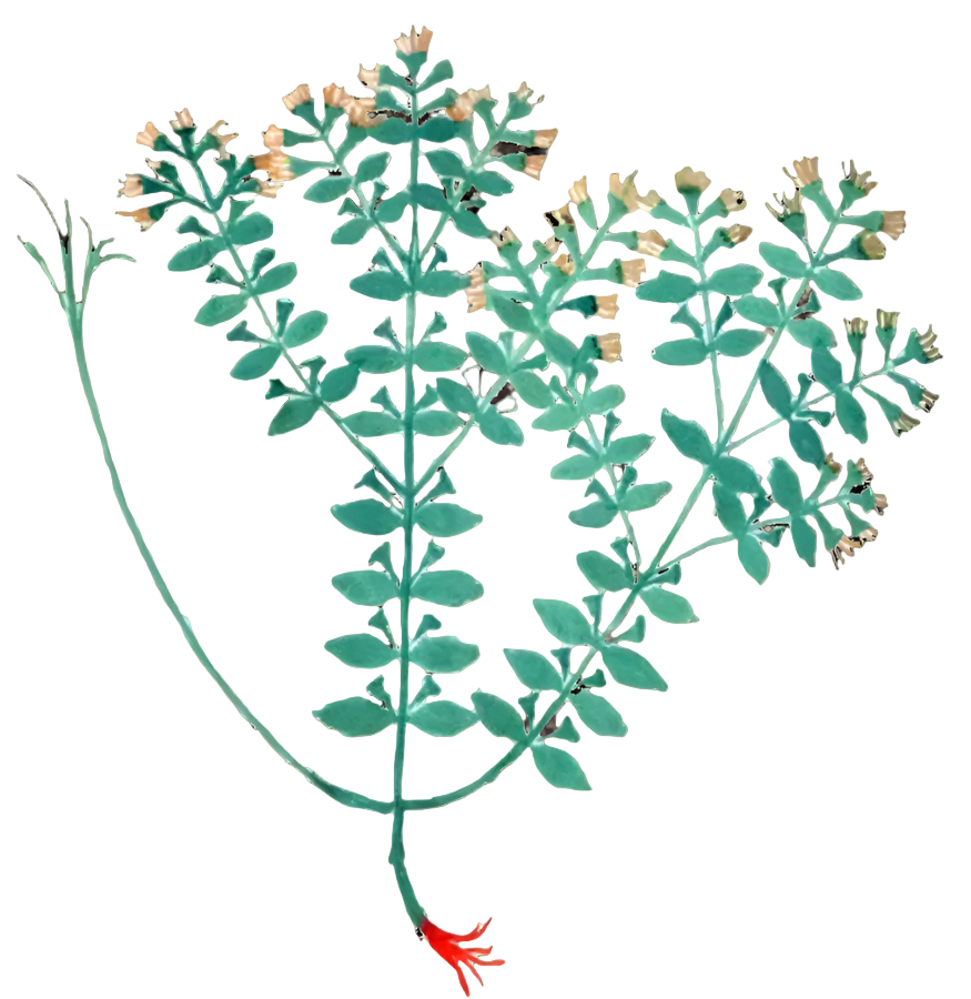 St. John's Wort Herb