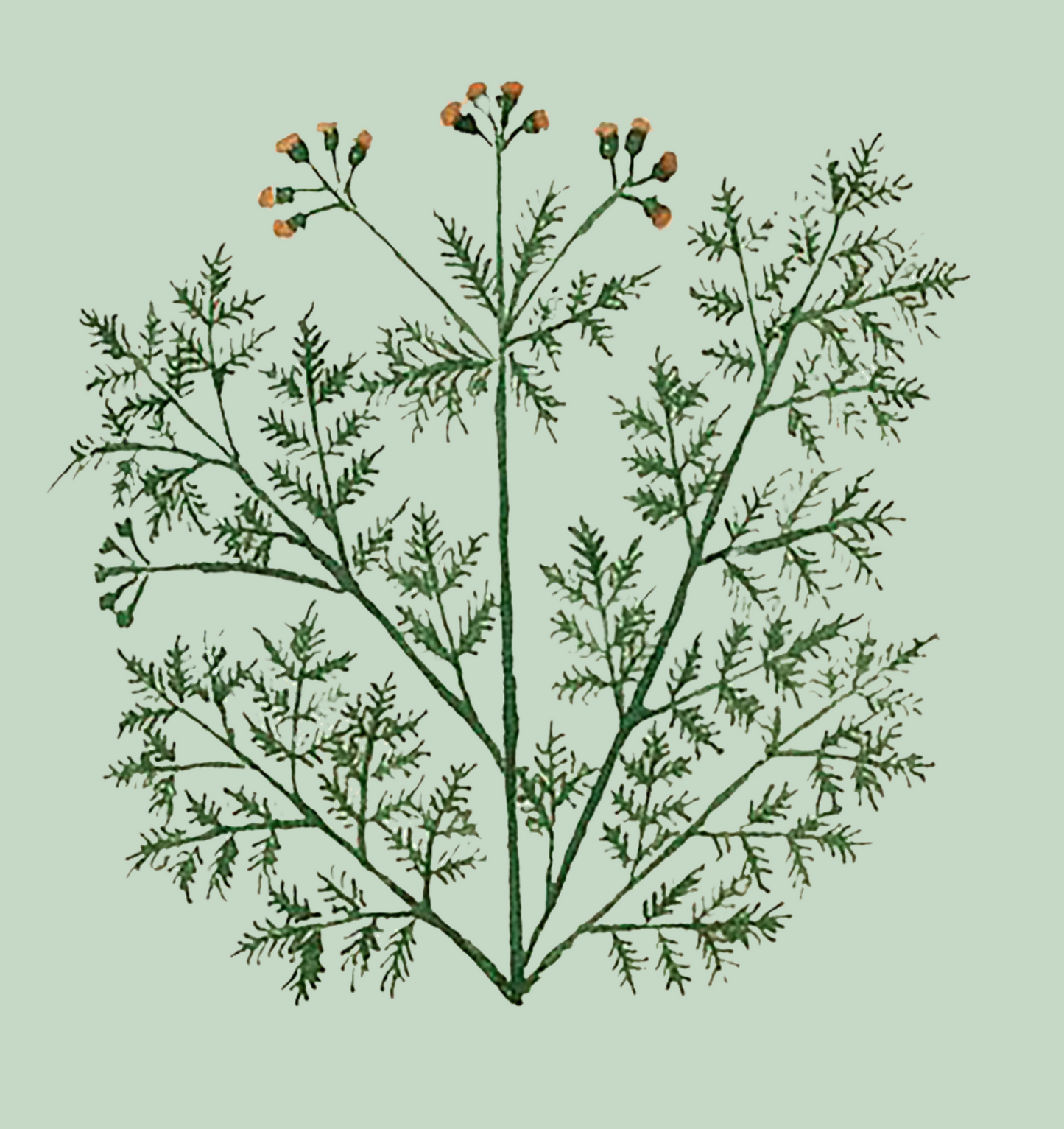 Herbs: Leaves + Stems