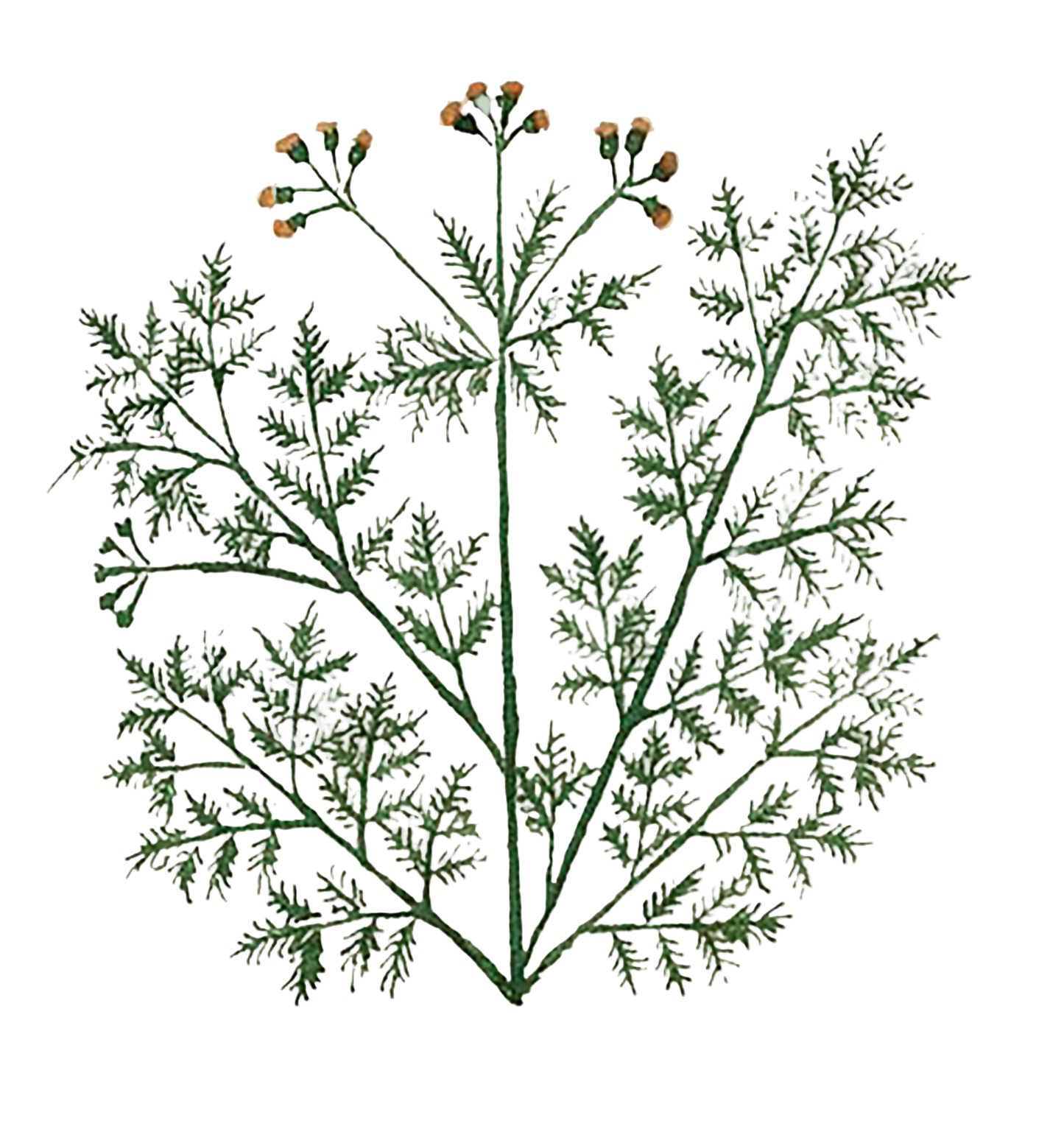 Tansy Herb
