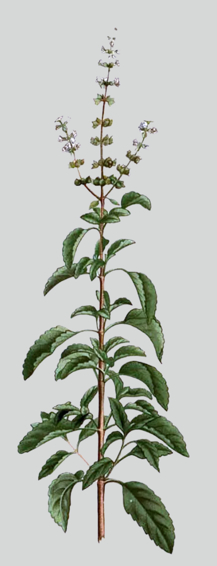 Herbs: Leaves + Stems