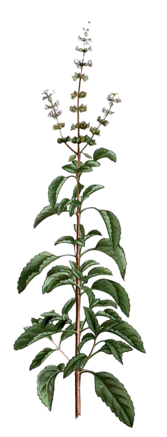 Tulsi (holy basil) Herb