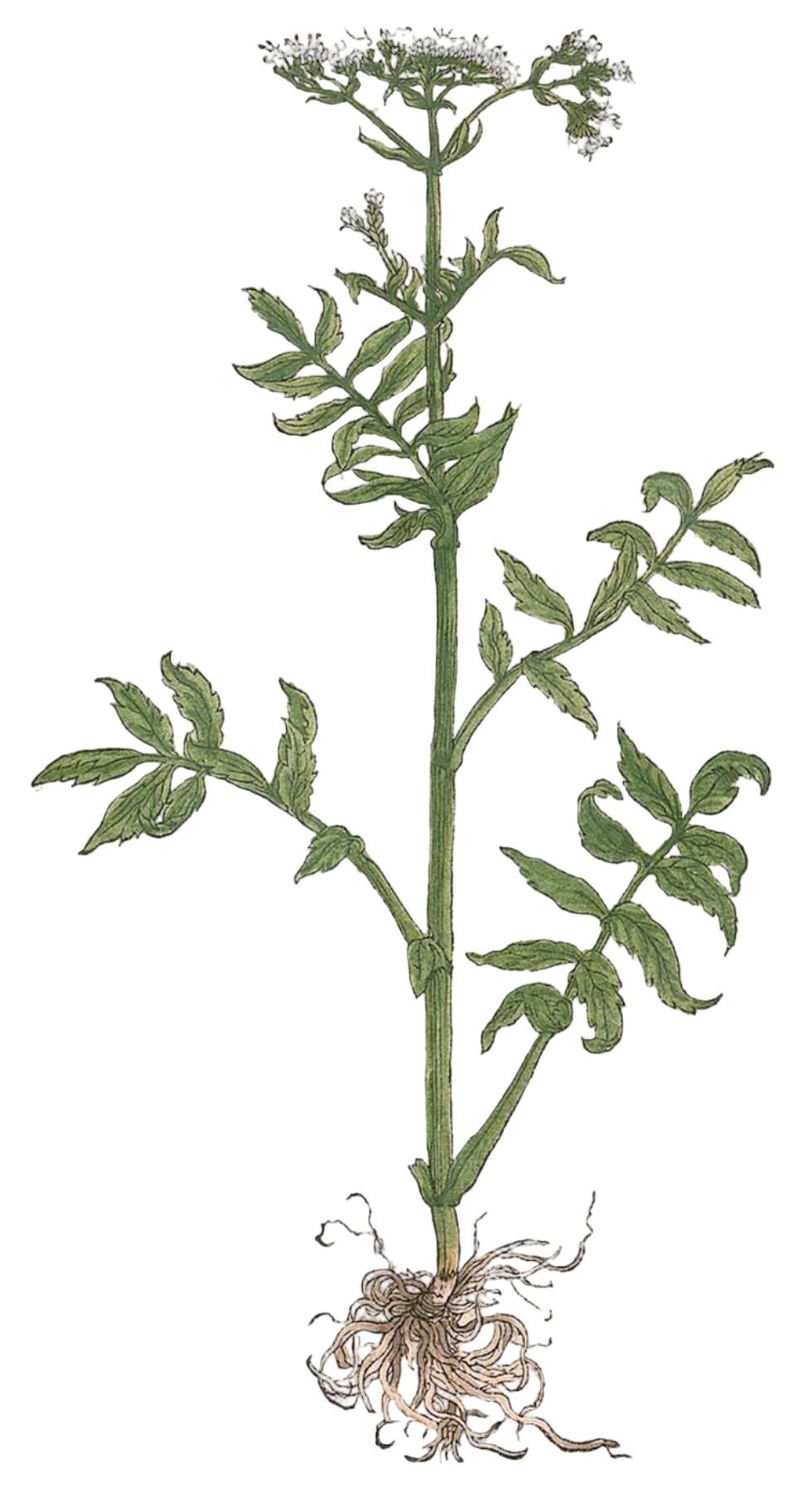 Valerian Root