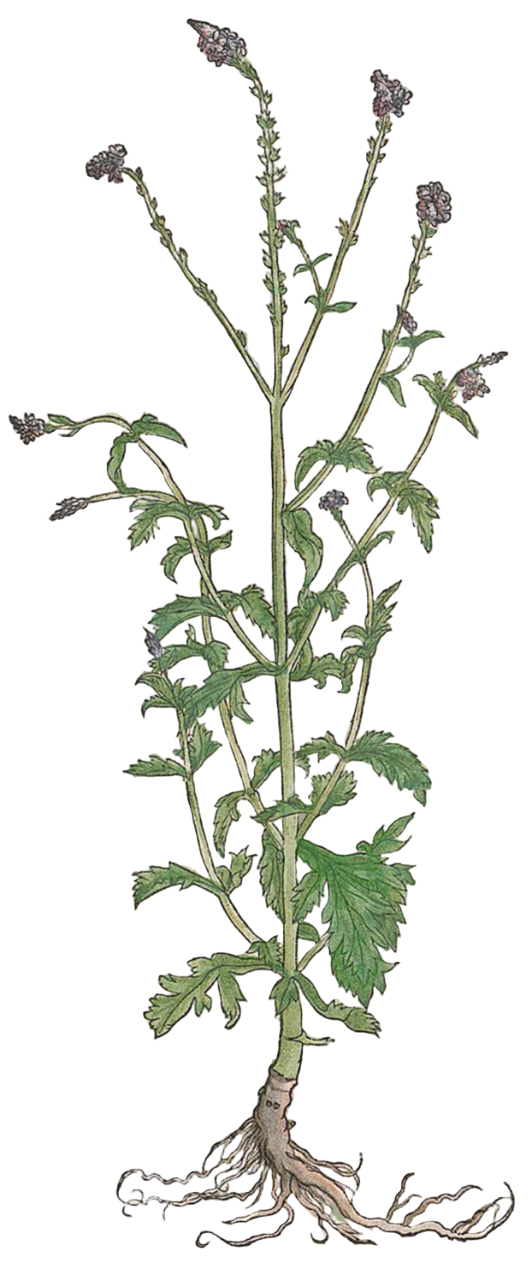Vervain (verbina) Herb