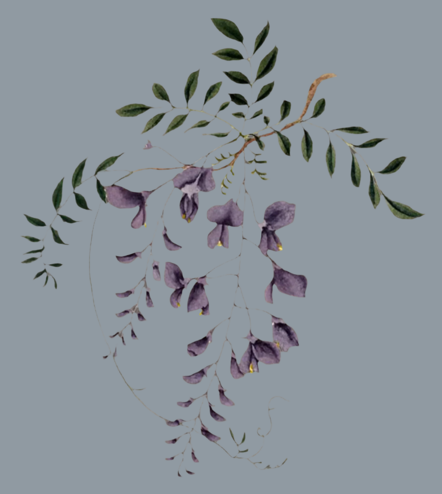 Herbs: Flowers + Berries