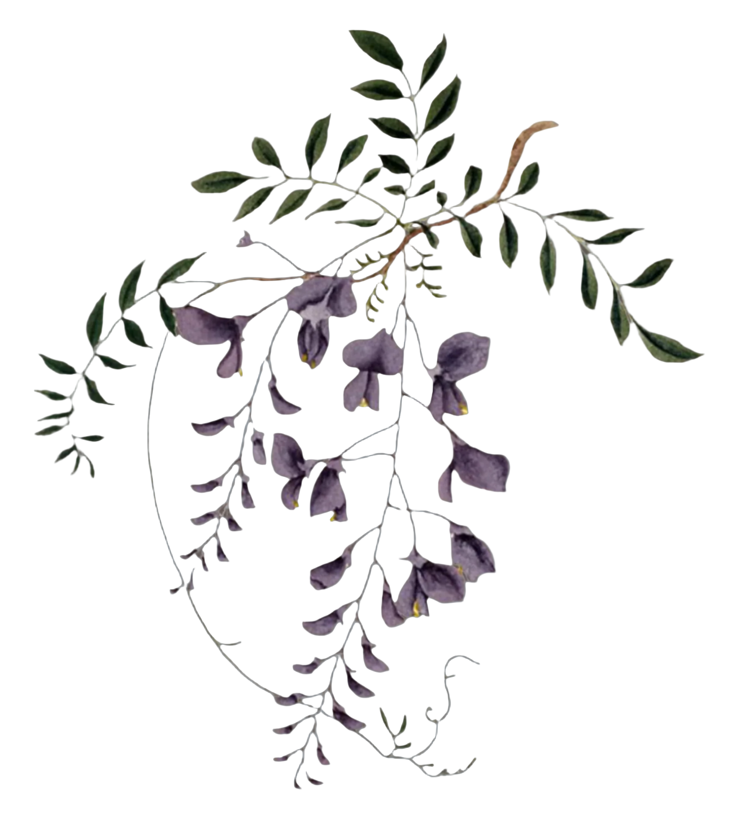 Wisteria Flowers