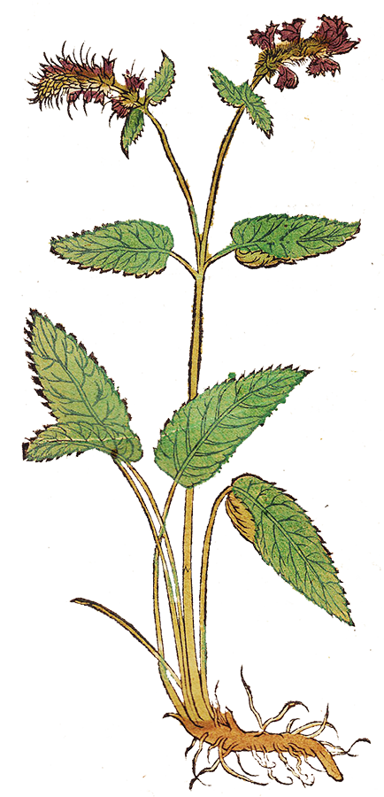 Herbs: Leaves + Stems