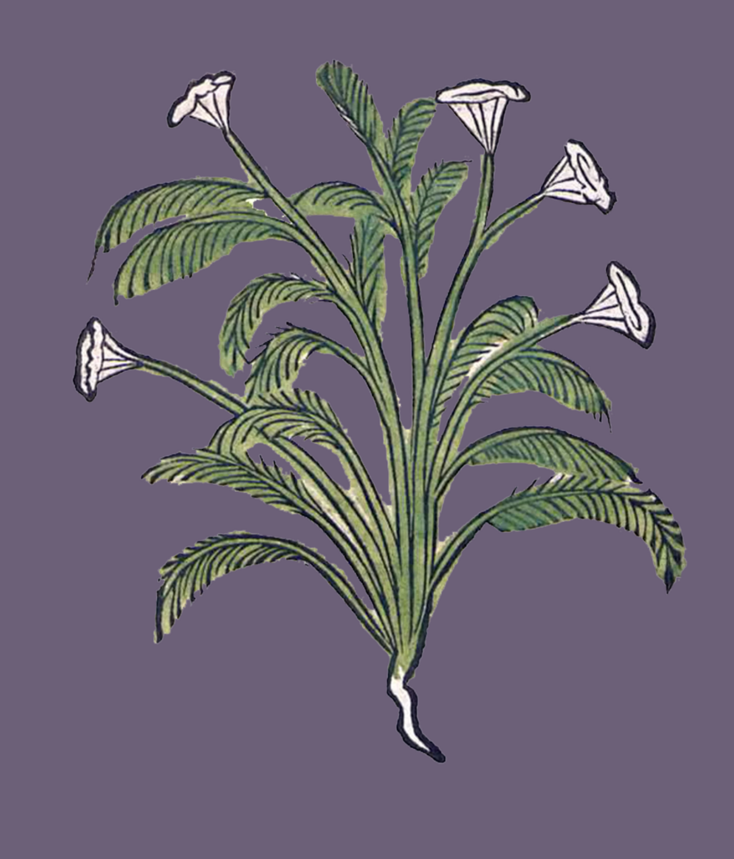 Herbs: Flowers + Berries