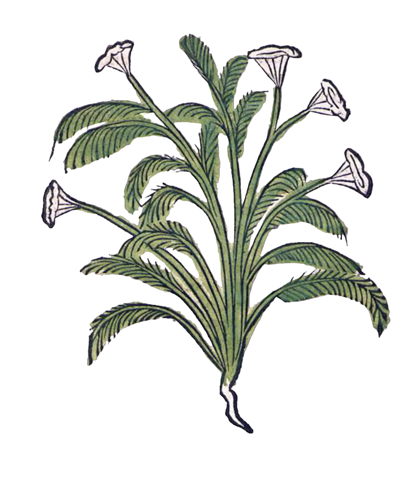 Yarrow Flowers