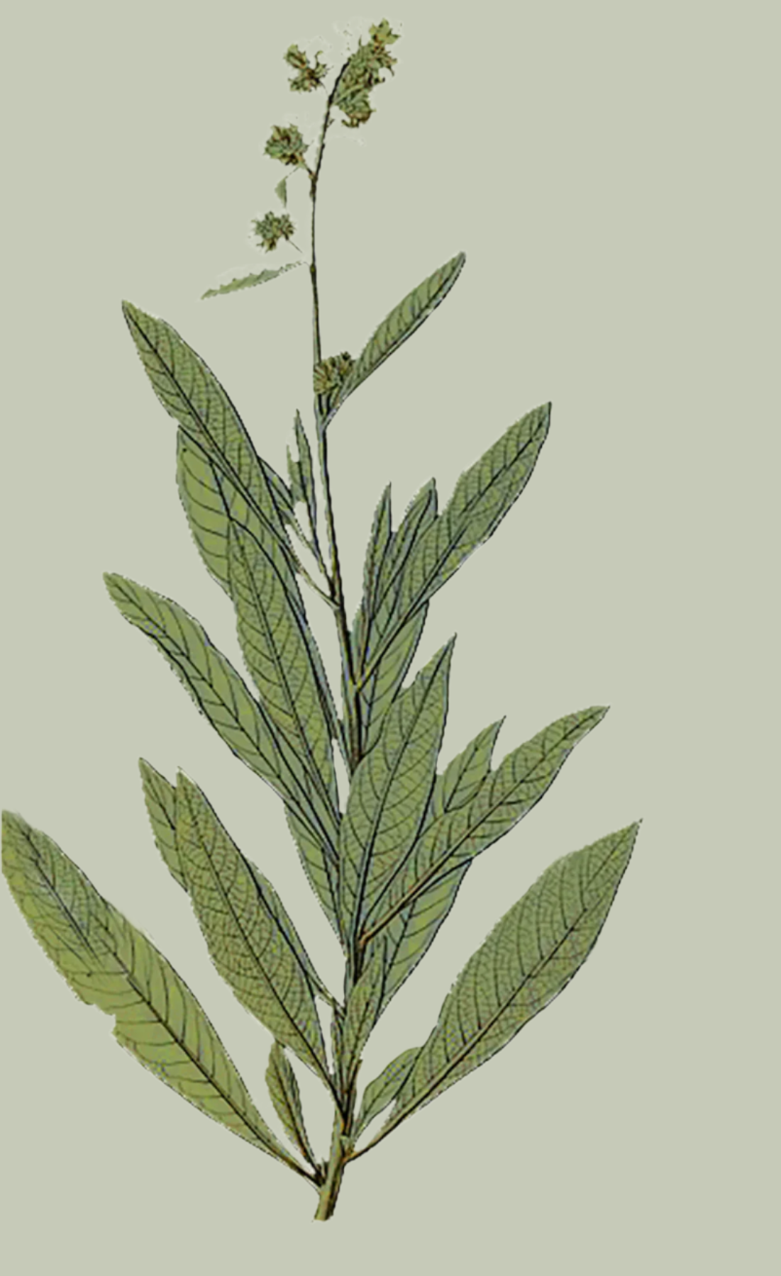 Herbs: Leaves + Stems